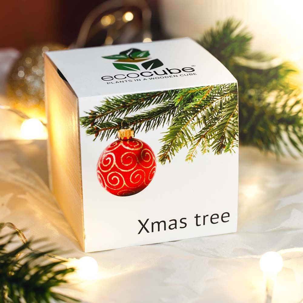 Ecocube - plantes dans cubes en bois