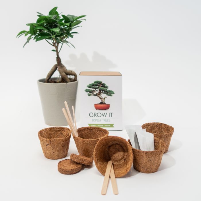 Kit Grow It - Arbre Bonsaï