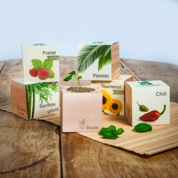 Ecocube - plantes dans cubes en bois